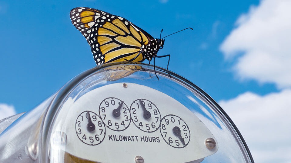 Ein Schmetterling auf einem Wattstundenzähler